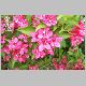 weigelia rouge 1.jpg